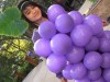 В Феодосии детишек нарядят под виноград