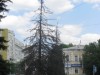 В Симферополе начали погибать хвойные деревья. На очереди все остальные