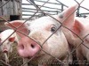 В России близко к Крыму нашли африканскую чуму свиней