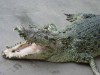 В Крыму поймали крокодила