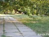 В Крыму детей десять дней выгуливали рядом с трупами собак