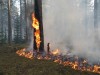 В Крыму второй день горят заповедные леса