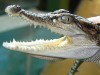 В Крыму вылупилось 36 крокодилов