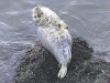 Ученые отыскали в Крыму редкого серого тюленя