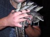 В Крыму показали вылупившихся в Алуште крокодильчиков