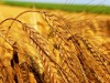 В Крыму чиновники "наварили" на посеве зерна 139 тысяч гривен дотаций