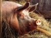 Возле Крыма объявили ЧС из-за чумы свиней