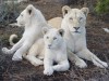 В Крыму на выставку районов приведут белого львенка