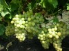 В Крыму пенсионеру-инвалиду дали 3 года за кражу 35 килограммов винограда