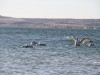 В Крыму лебеди прилетели на зимовку в Керчи
