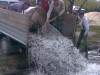 В Крыму в водохранилище выпустят 4 тонны рыбы