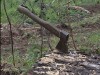 "Крымские партизаны" защищали лес в Симферополе