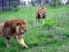 В Крыму всерьез взялись за проблемы вокруг зоопарка "Сказка" и сафари-парка "Тайган"