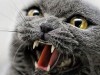 В Крыму на хозяев напал бешеный кот
