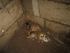 В Крыму МЧСникам пришлось доставать из ямы нескольких собак