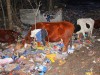 В Крыму коровы пасутся прямо на свалке