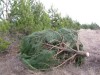 В Крыму к Новому году срубили елки, которые посадил депутат
