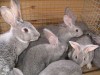 В Крыму кролики остались без отопления и еды