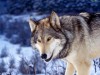 В Крыму продлили сезон охоты на волков