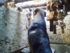 В Крыму бездомных собак из ямы спасали, приманив мясом