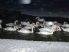 На озере в Крыму была спасена стая лебедей
