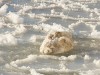 В Крыму лебедь оказался в ледяной ловушке