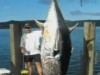 Новозеландский рыбак выудил тунца размером с диван