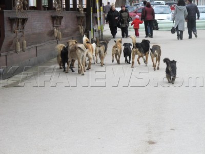 Весной очень много собак на городских улицах