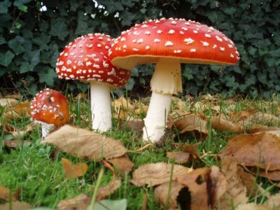 Крымчанам отравление грибами обойдется очень дорого (фото из интернета)
