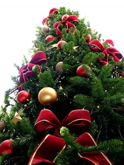 В Крыму подорожают новогодние елки (фото из интернета)