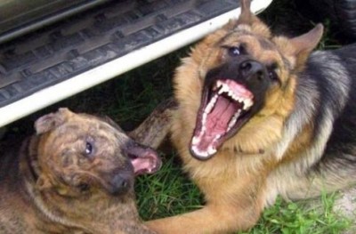 В Симферополе никак не начнут бороться с бродячими псами (фото из интернета)