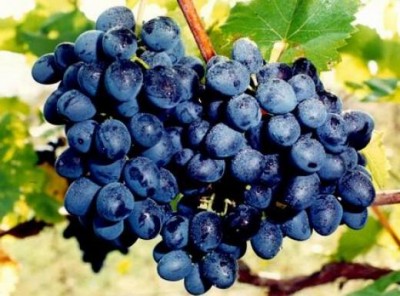В Крыму выведут свой сорт винограда (фото из интернета)