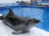 В Крыму появились ползающие дельфины (фото)