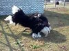 В Крыму нашли танцующего страуса (видео)