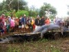 На Филиппинах похоронят крупнейшего морского крокодила