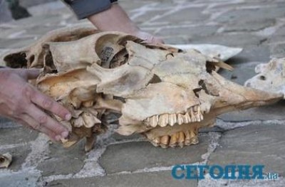 Археологи собираются искать в Крыму древние кости