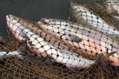В Керчи задержан крупный браконьерский улов