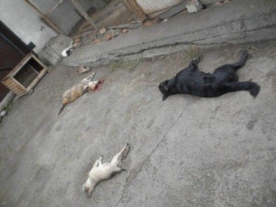 В Керчи массовое убийство собак