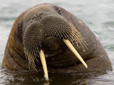 Крымчанина осудили за контрабанду моржа