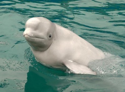 В крымском дельфинарии появились настоящие белухи