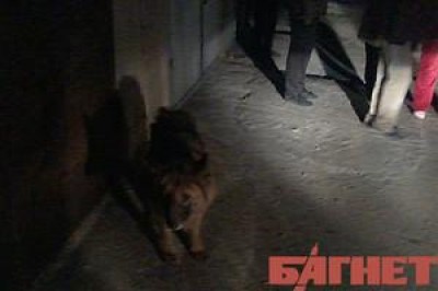В Крыму из огня спасли старую овчарку