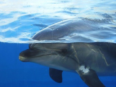 В Крыму ищут пропавших боевых дельфинов
