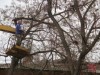 В Крыму автовышка пыталась снять с дерева кошку в третий раз (видео)