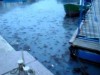 Черное море в Крыму заполонили миллионы медуз (видео)