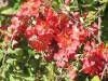Ботсад Крыма приглашает увидеть цветение редких растений