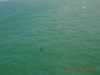 Утонувший в Черном море теплоход больше не угрожает природе - все вытекло (фото)