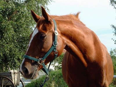 В Севастополе владельцев лошадей призвали убирать за животными