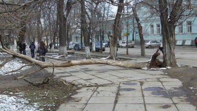 В центре Симферополя упало дерево