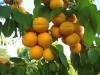 Урожай фруктов в Крыму может упасть на 25-30%