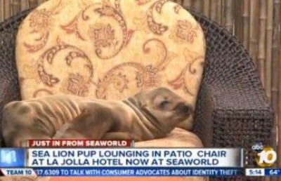 Морской лев устроил переполох в гостинице в США